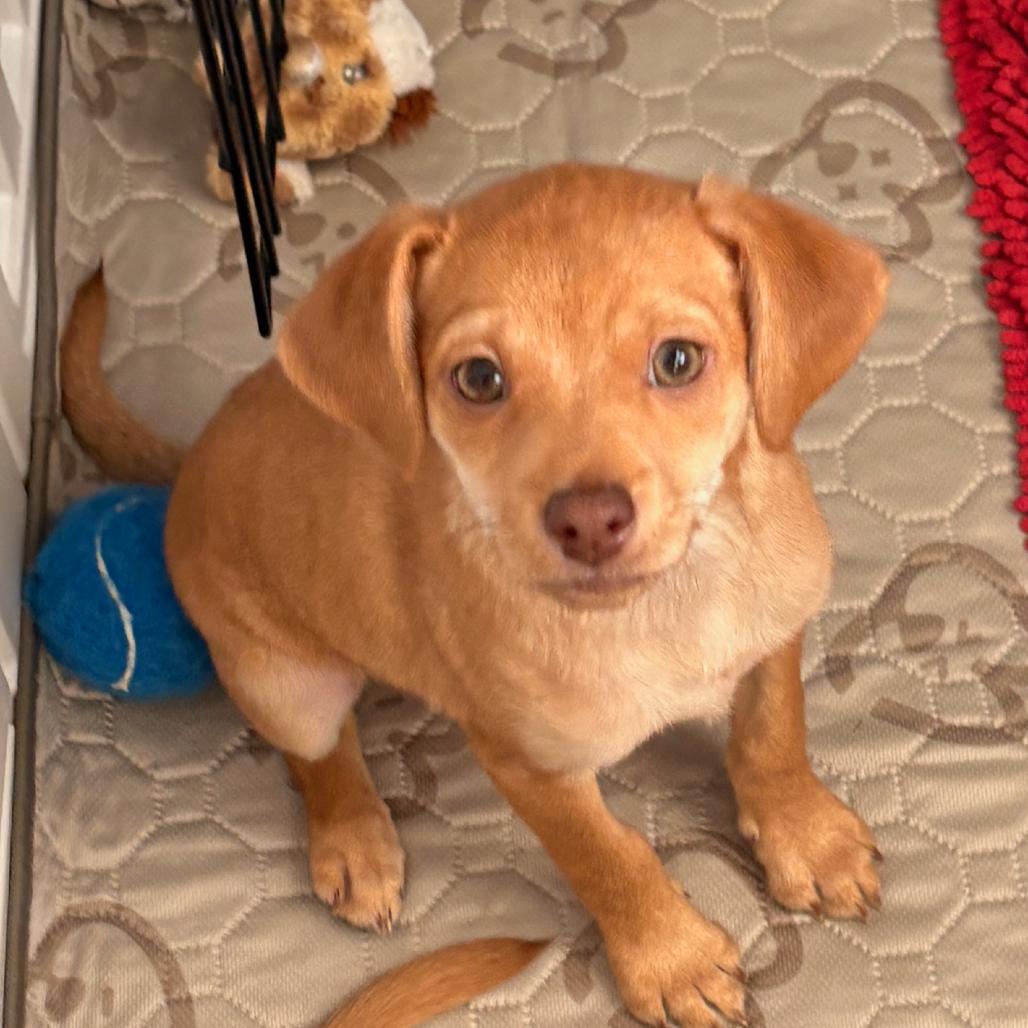 Enlarge Kiwi, a Adoptable mixed breed in Raleigh, NC image 4/5