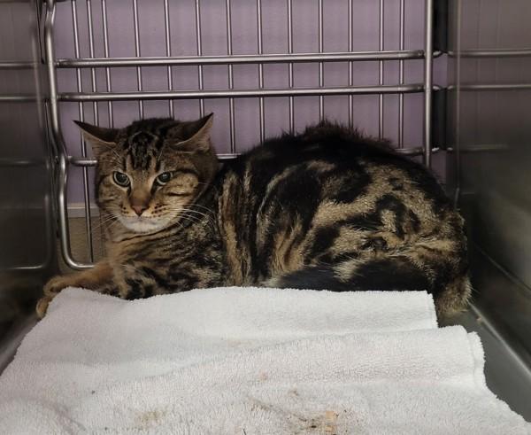 Enlarge Cyd - Barn Cat, a Adoptable mixed breed in Vancouver, WA image 1/1