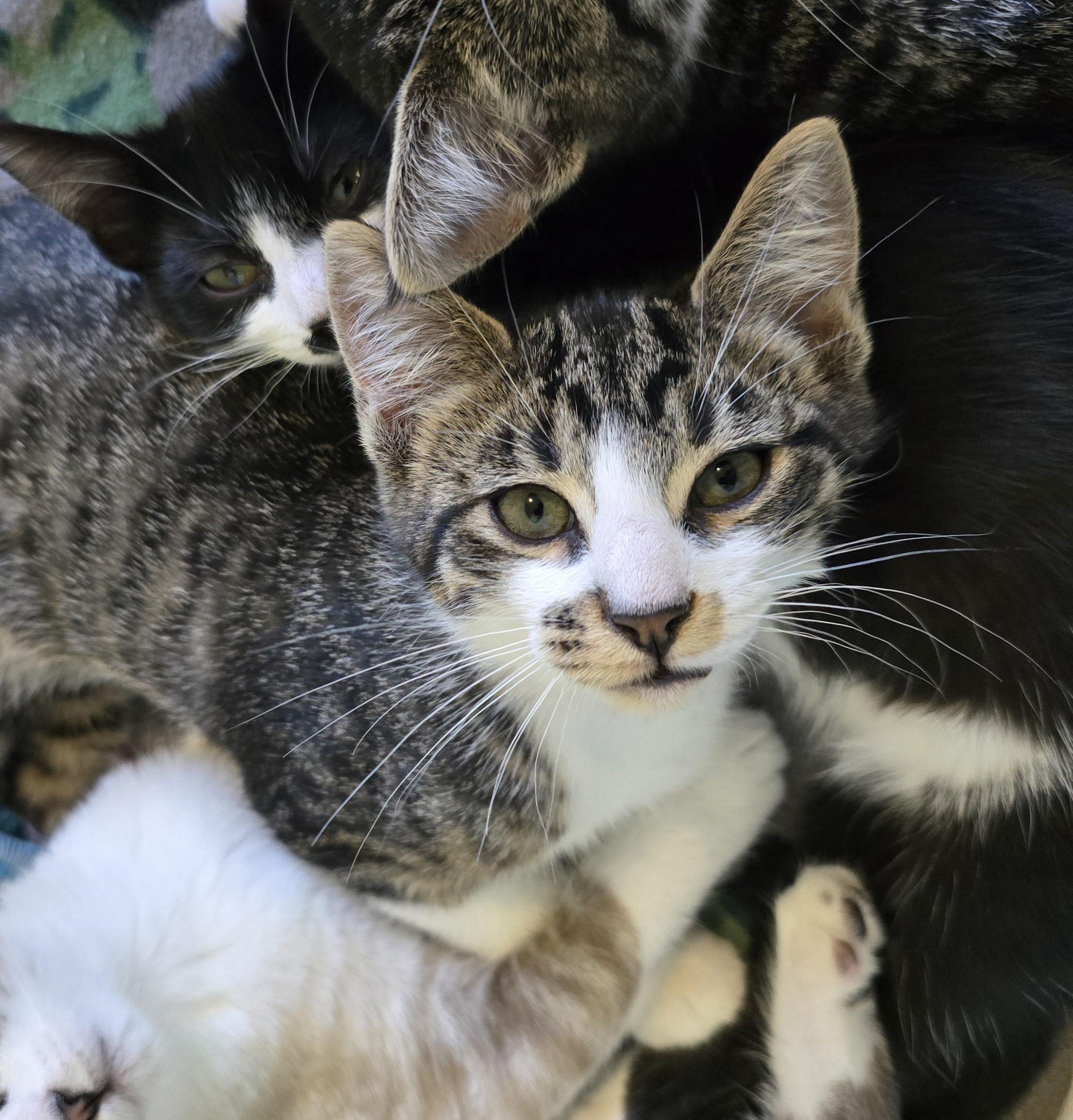 Enlarge Yoshi, a Adopted mixed breed in Bremerton, WA image 2/3