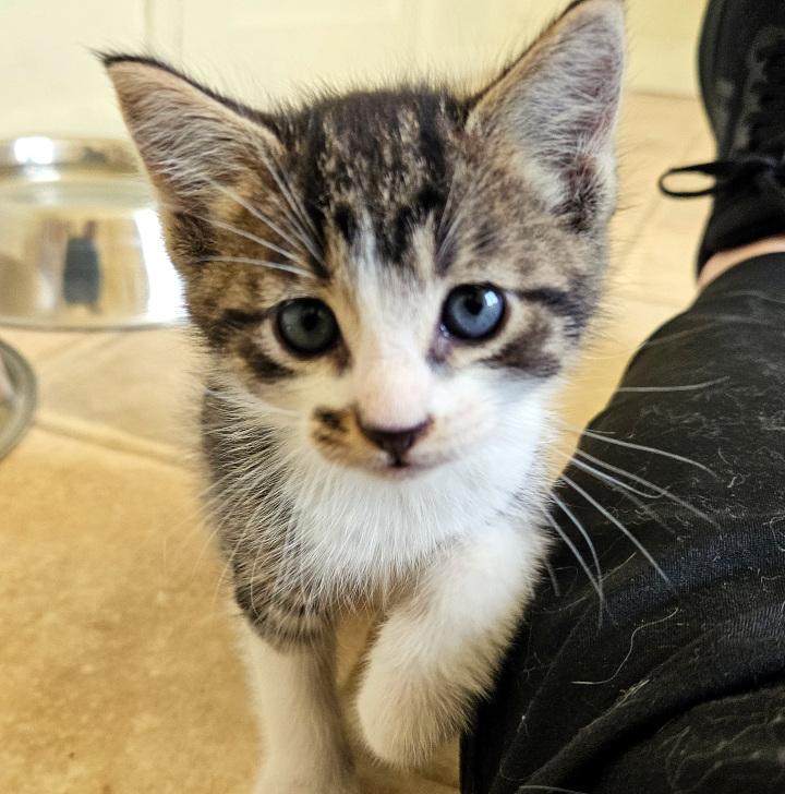 Enlarge Yoshi, a Adopted mixed breed in Bremerton, WA image 3/3