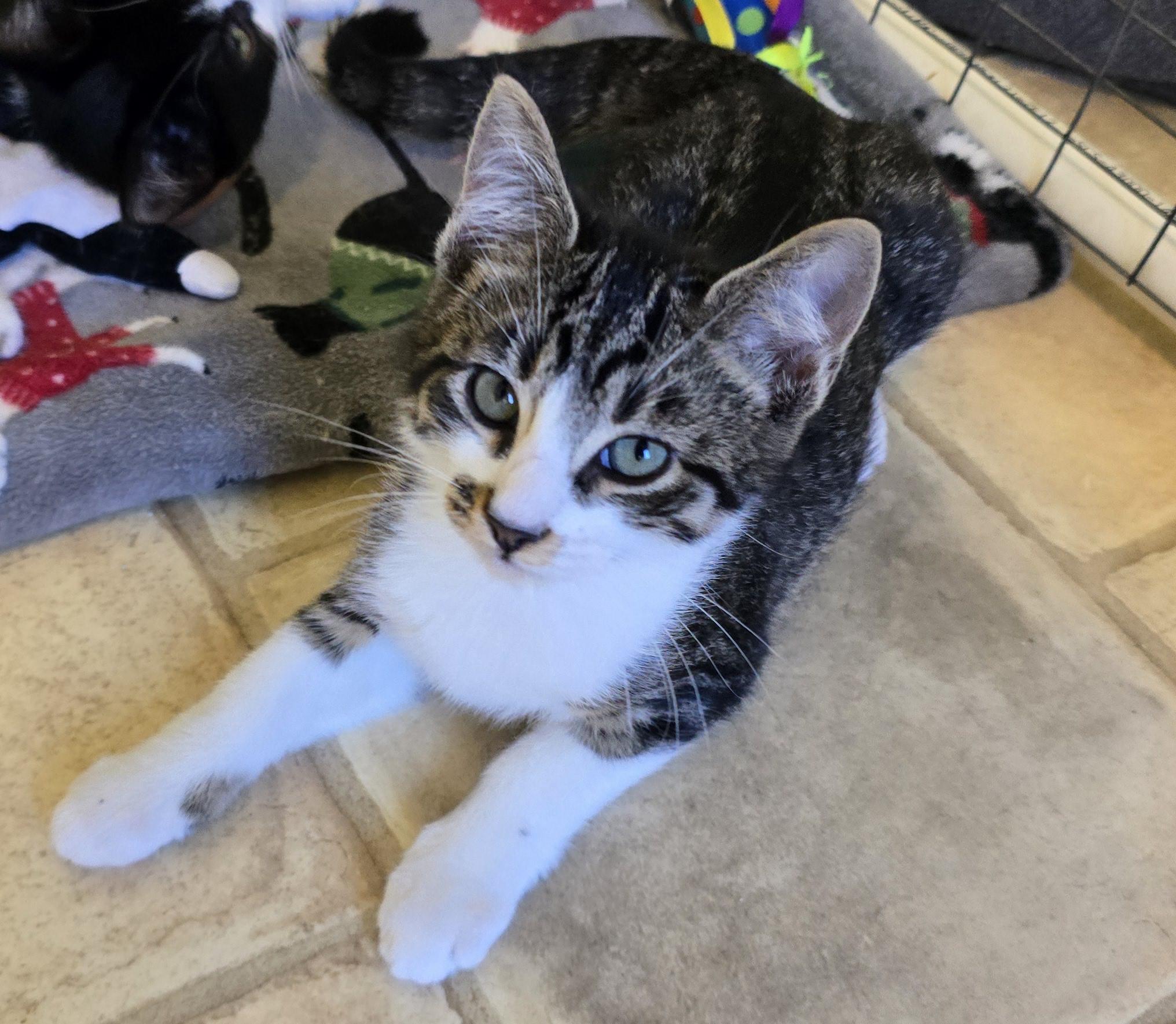 Enlarge Yoshi, a Adopted mixed breed in Bremerton, WA image 1/3