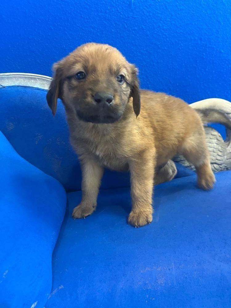 Enlarge Russet, a Adoptable mixed breed in Wolcott, CT image 1/4