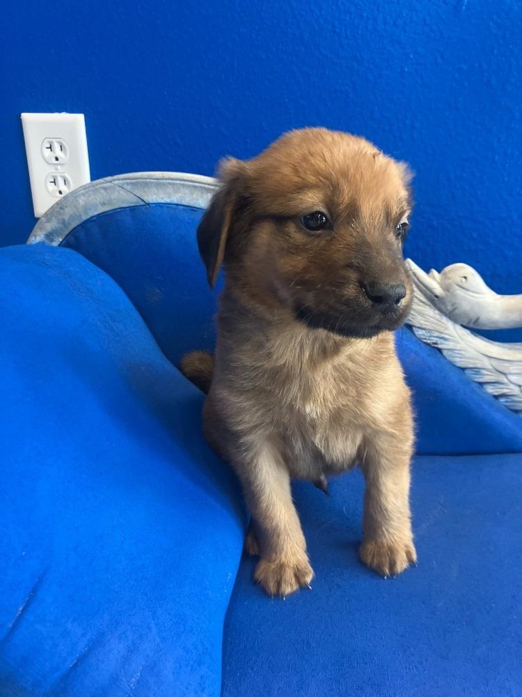 Enlarge Russet, a Adoptable mixed breed in Wolcott, CT image 2/4