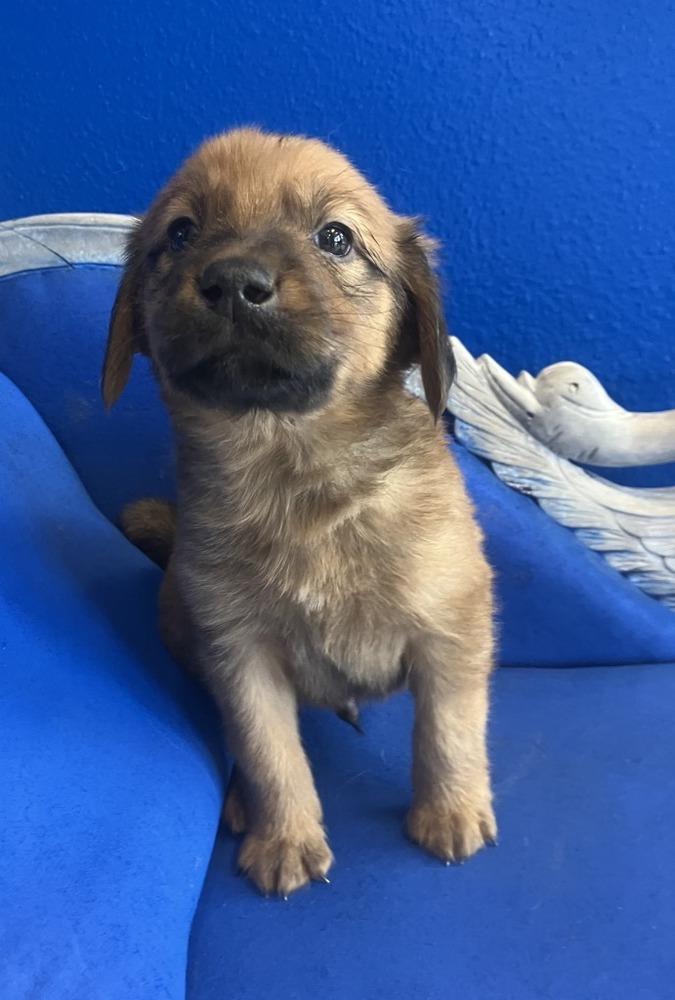 Enlarge Russet, a Adoptable mixed breed in Wolcott, CT image 3/4