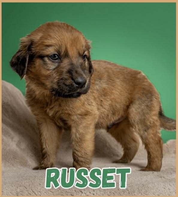 Enlarge Russet, a Adoptable mixed breed in Wolcott, CT image 4/4