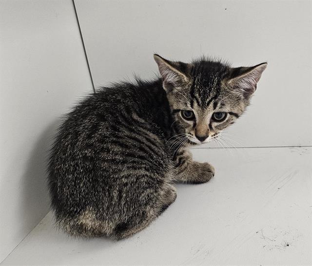 Enlarge CLEO, a Adoptable Domestic Short Hair in Winter Haven, FL image 1/1