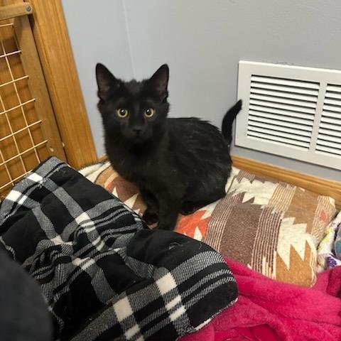 Leo, a Adoptable Domestic Medium Hair in Baldwin, WI image 1/6