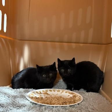 Leo, a Adoptable Domestic Medium Hair in Baldwin, WI image 2/6