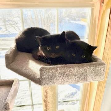 Leo, a Adoptable Domestic Medium Hair in Baldwin, WI image 3/6