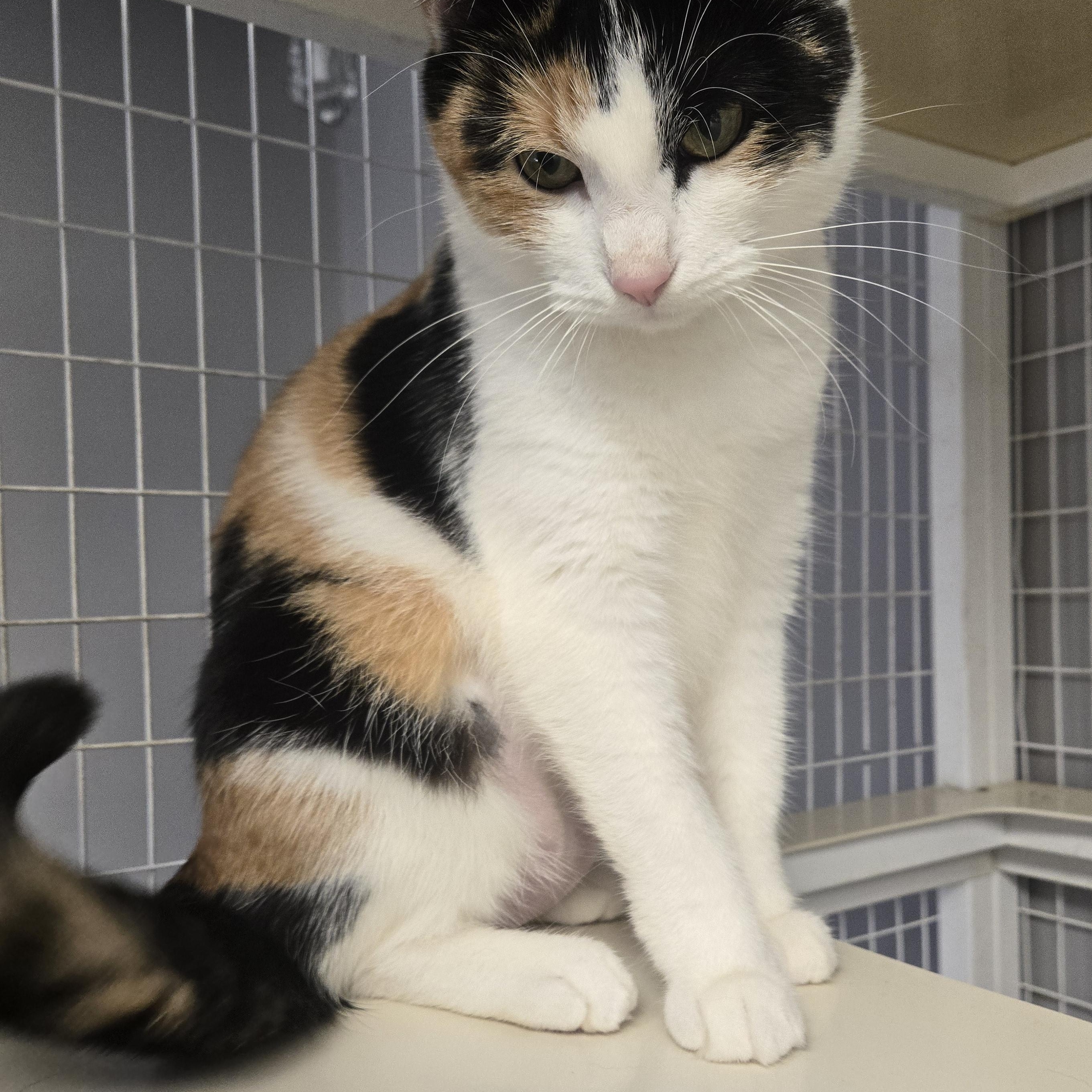 Niblet, Adopted, Adult Female Calico.