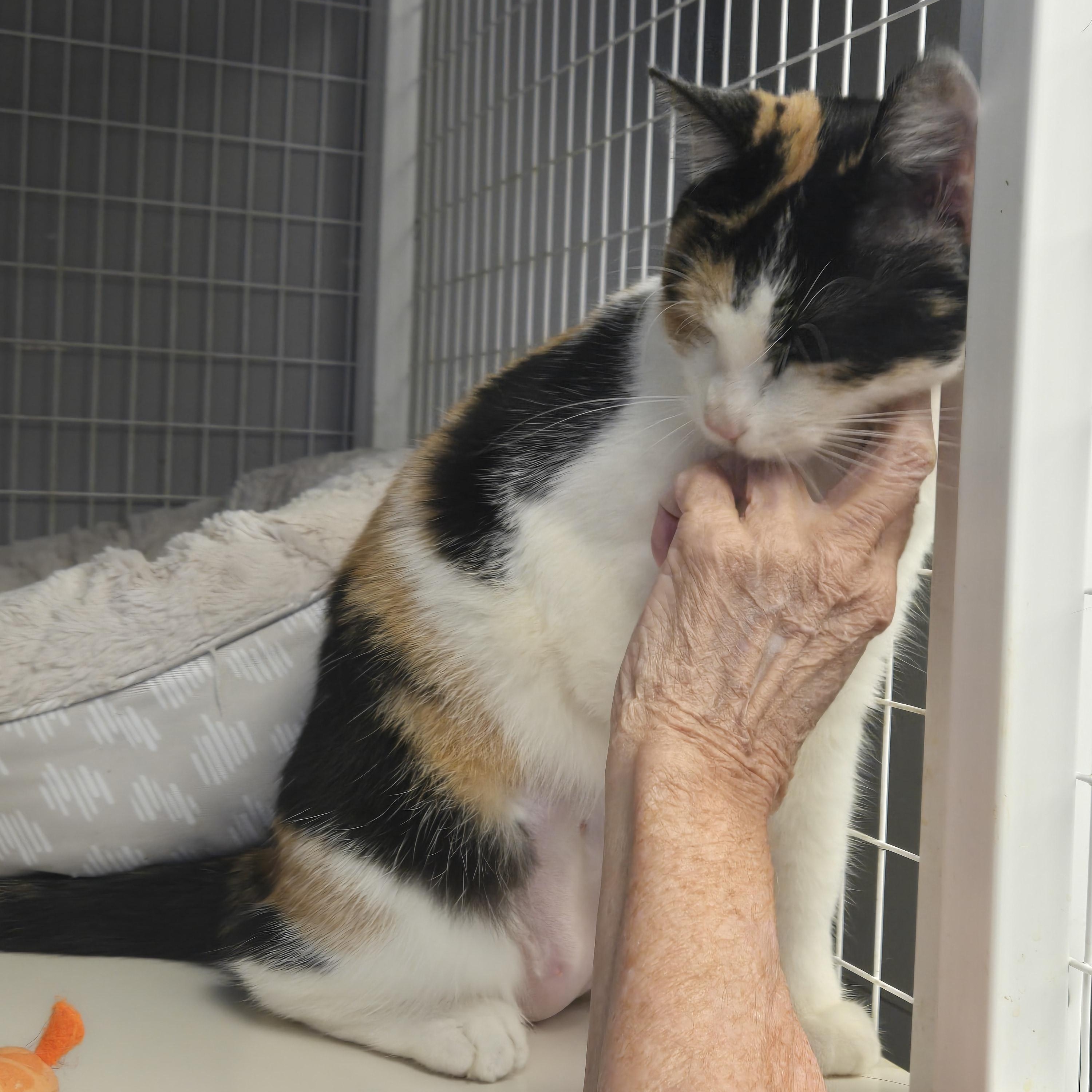 Enlarge Niblet, a Adopted Calico in Milford, CT image 3/5