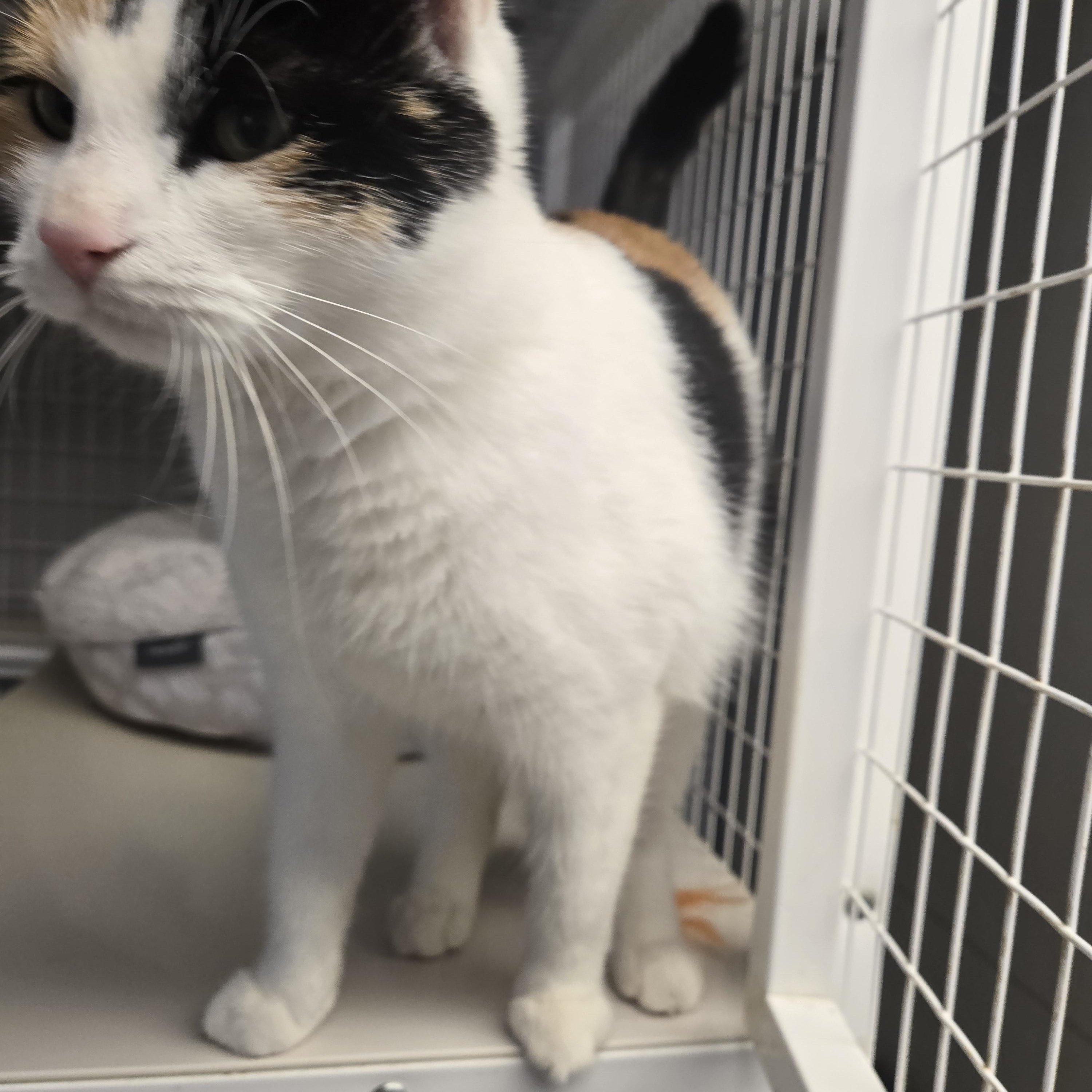 Enlarge Niblet, a Adopted Calico in Milford, CT image 4/5