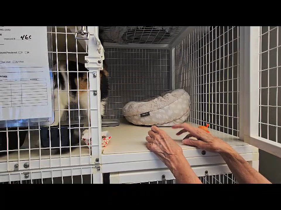 Enlarge Niblet, a Adopted Calico in Milford, CT video 5/5