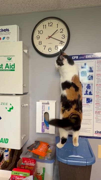 Enlarge Niblet, a Adopted Calico in Milford, CT video 2/5