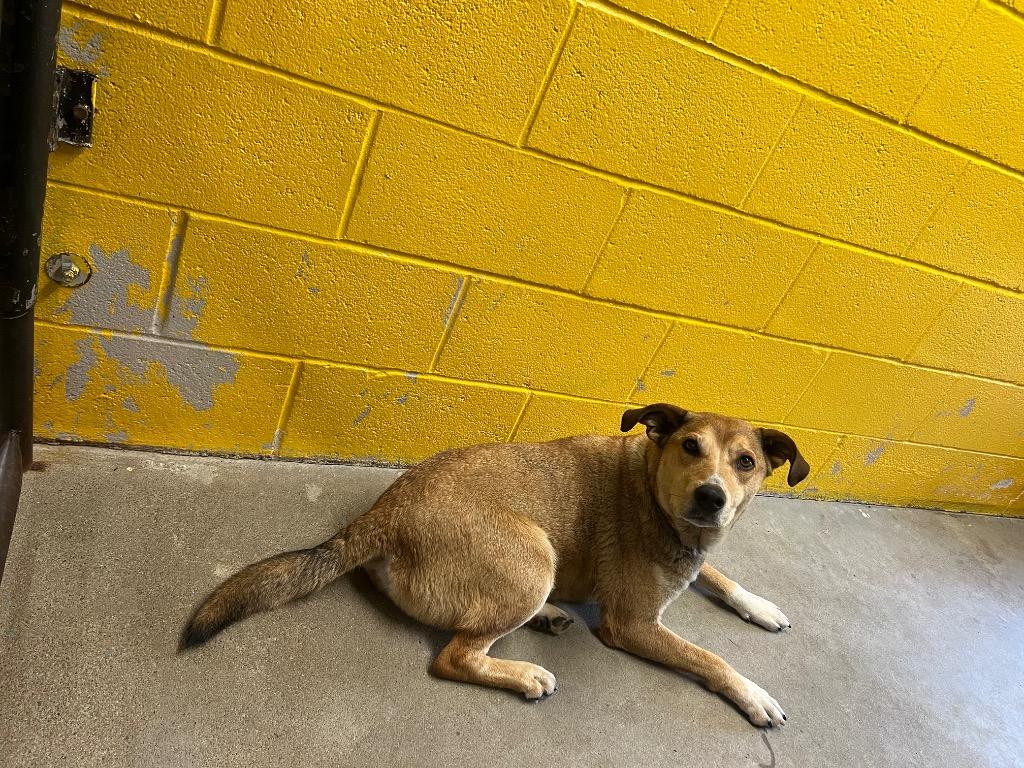 Charlie (Bru-haha), a Adoptable Shepherd in Murray, KY image 1/3