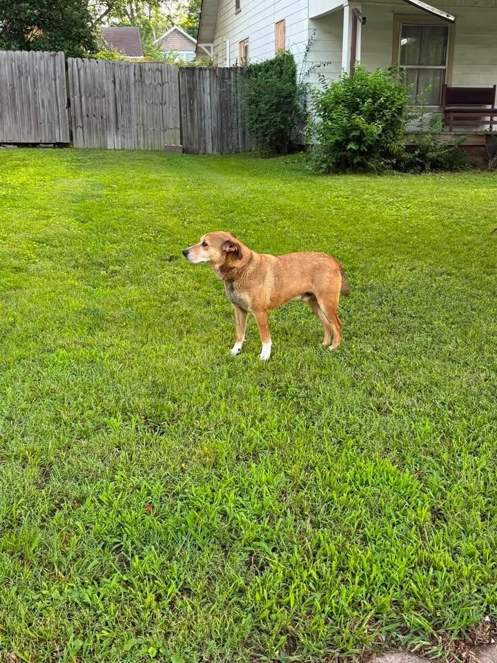 Charlie (Bru-haha), a Adoptable Shepherd in Murray, KY image 2/3