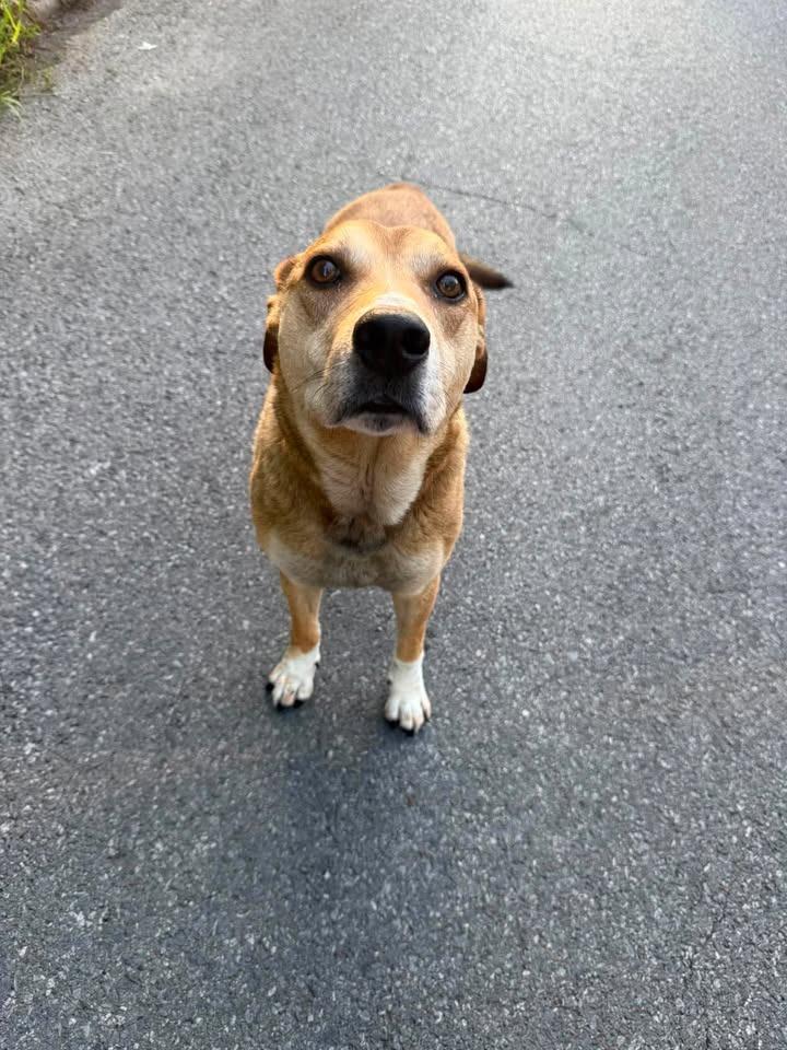 Charlie (Bru-haha), a Adoptable Shepherd in Murray, KY image 3/3