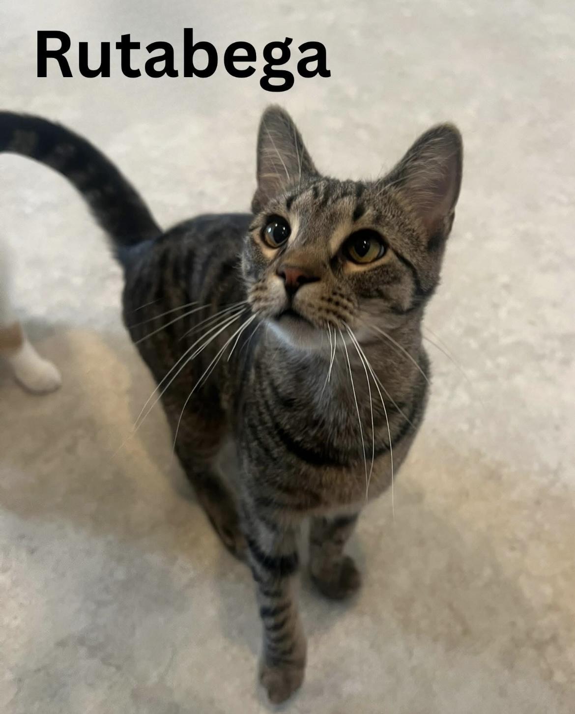 Enlarge Rutabega, a ADOPTABLE Domestic Short Hair in Cincinnati , OH image 4/5
