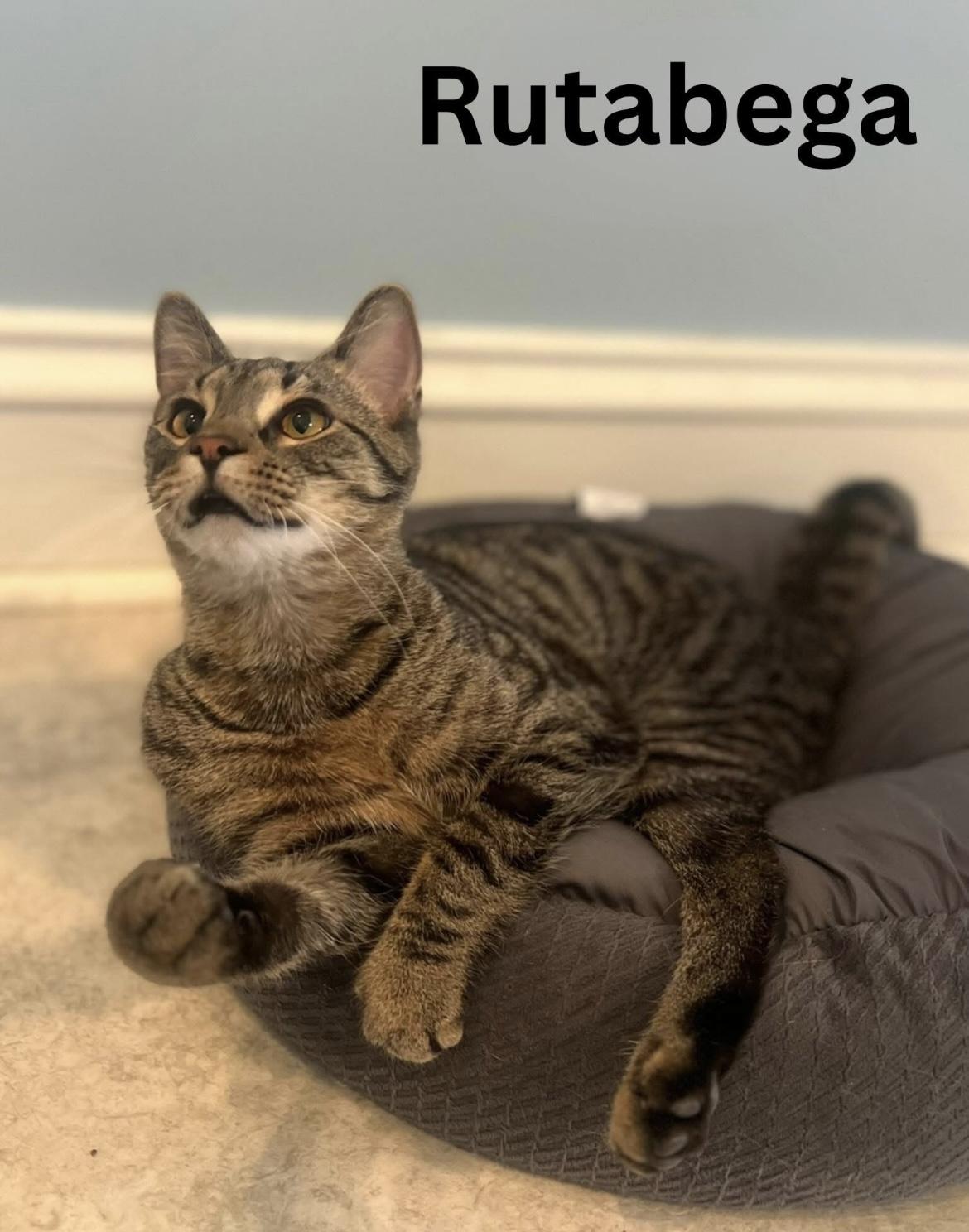Enlarge Rutabega, a ADOPTABLE Domestic Short Hair in Cincinnati , OH image 5/5