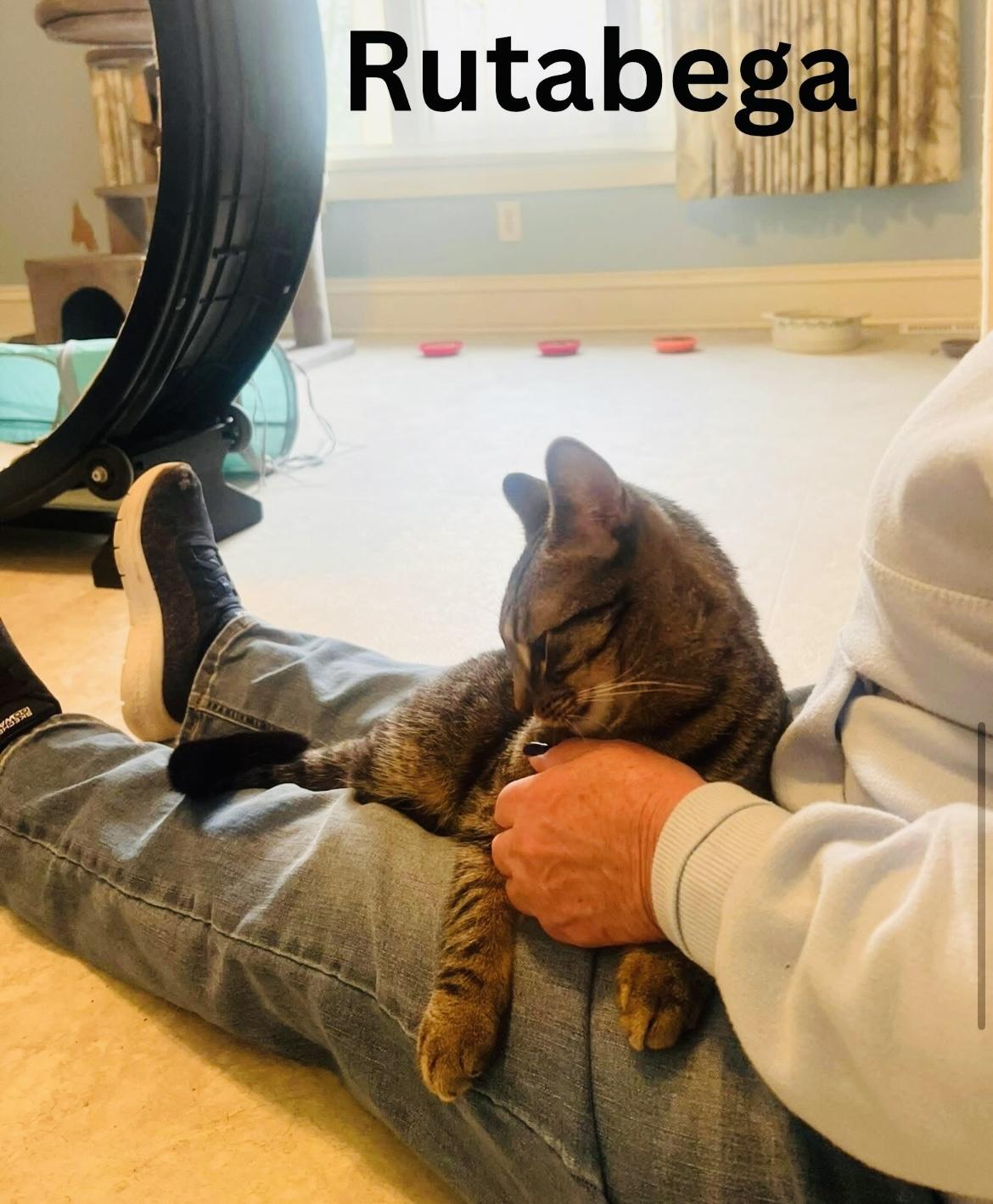 Enlarge Rutabega, a ADOPTABLE Domestic Short Hair in Cincinnati , OH image 3/5