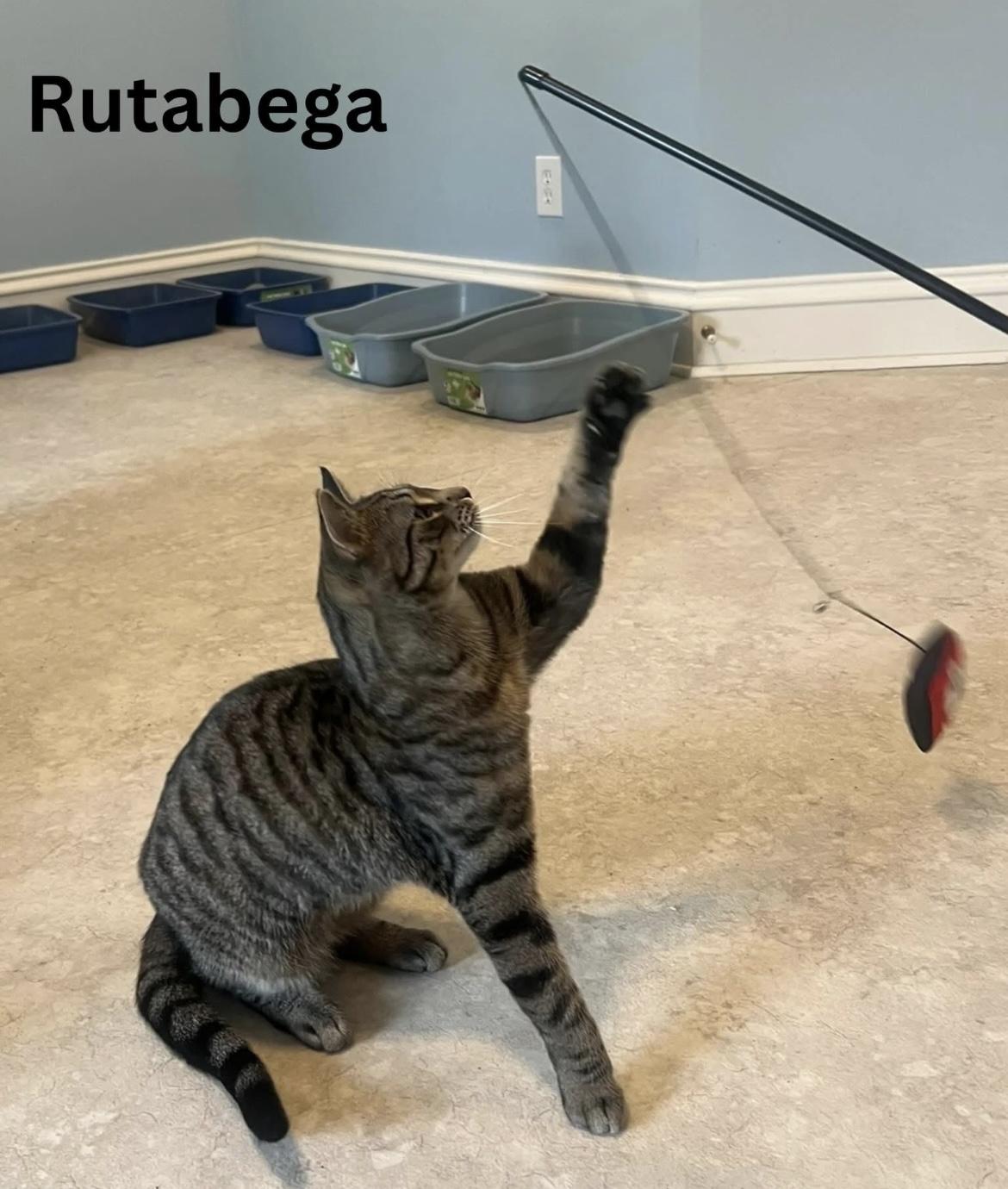 Enlarge Rutabega, a ADOPTABLE Domestic Short Hair in Cincinnati , OH image 2/5