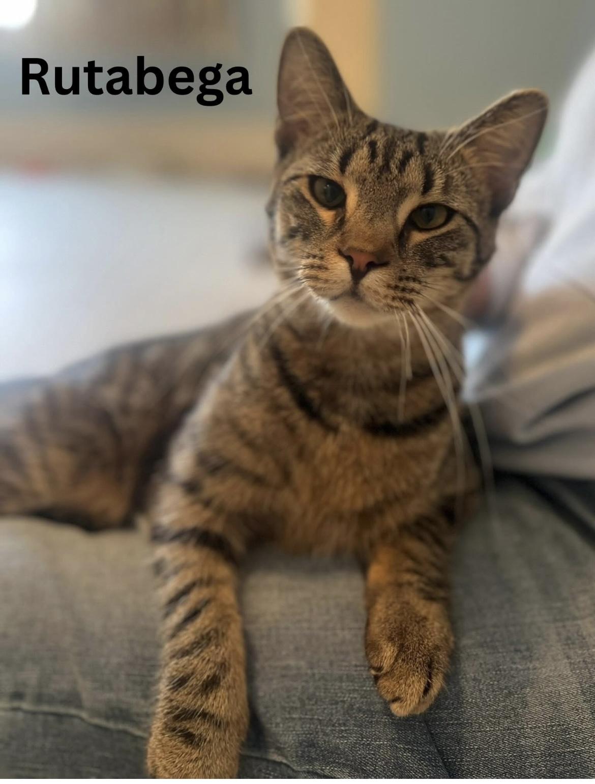 Rutabega, ADOPTABLE, Kitten Male Domestic Short Hair.
