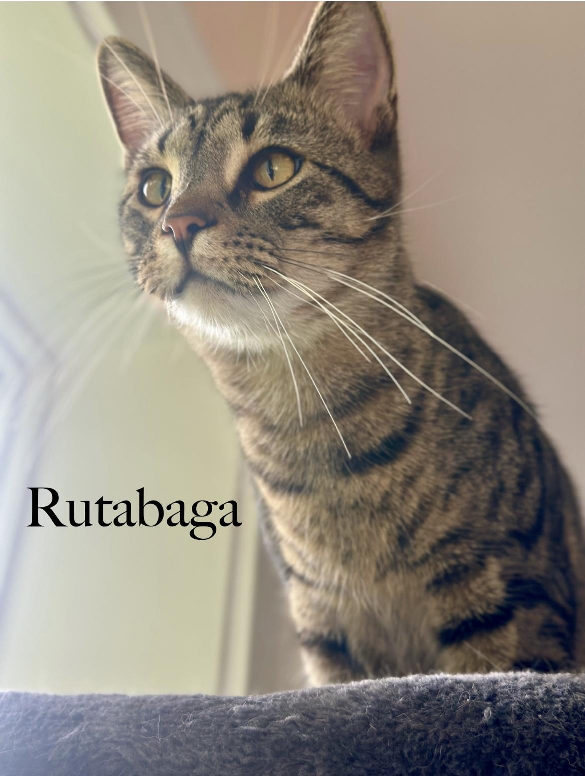 Rutabega, ADOPTABLE, Young Male Domestic Short Hair.