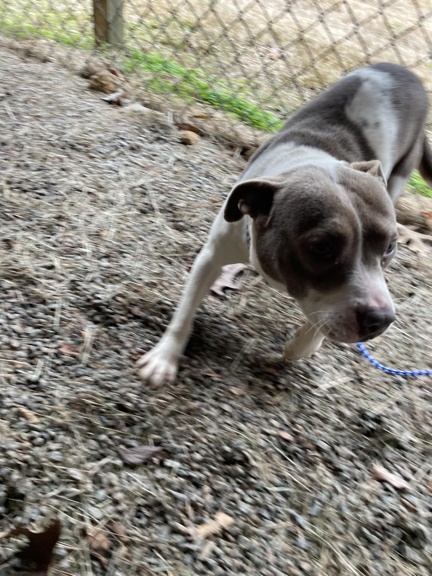 Enlarge Jasmine119346B(Rescue Only), a ADOPTABLE mixed breed in Rocky Mount, NC image 2/2