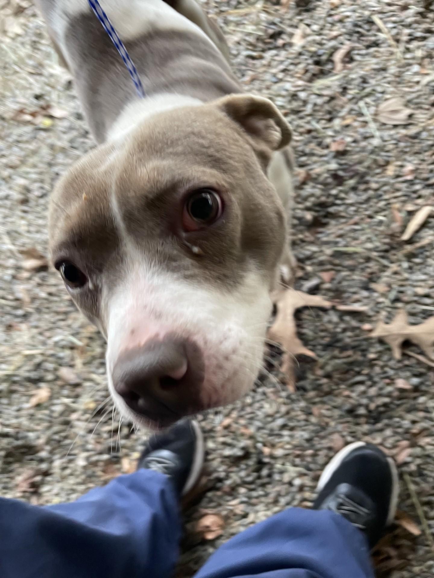 Jasmine119346B(Rescue Only), ADOPTABLE, Adult Female Pit Bull Terrier.