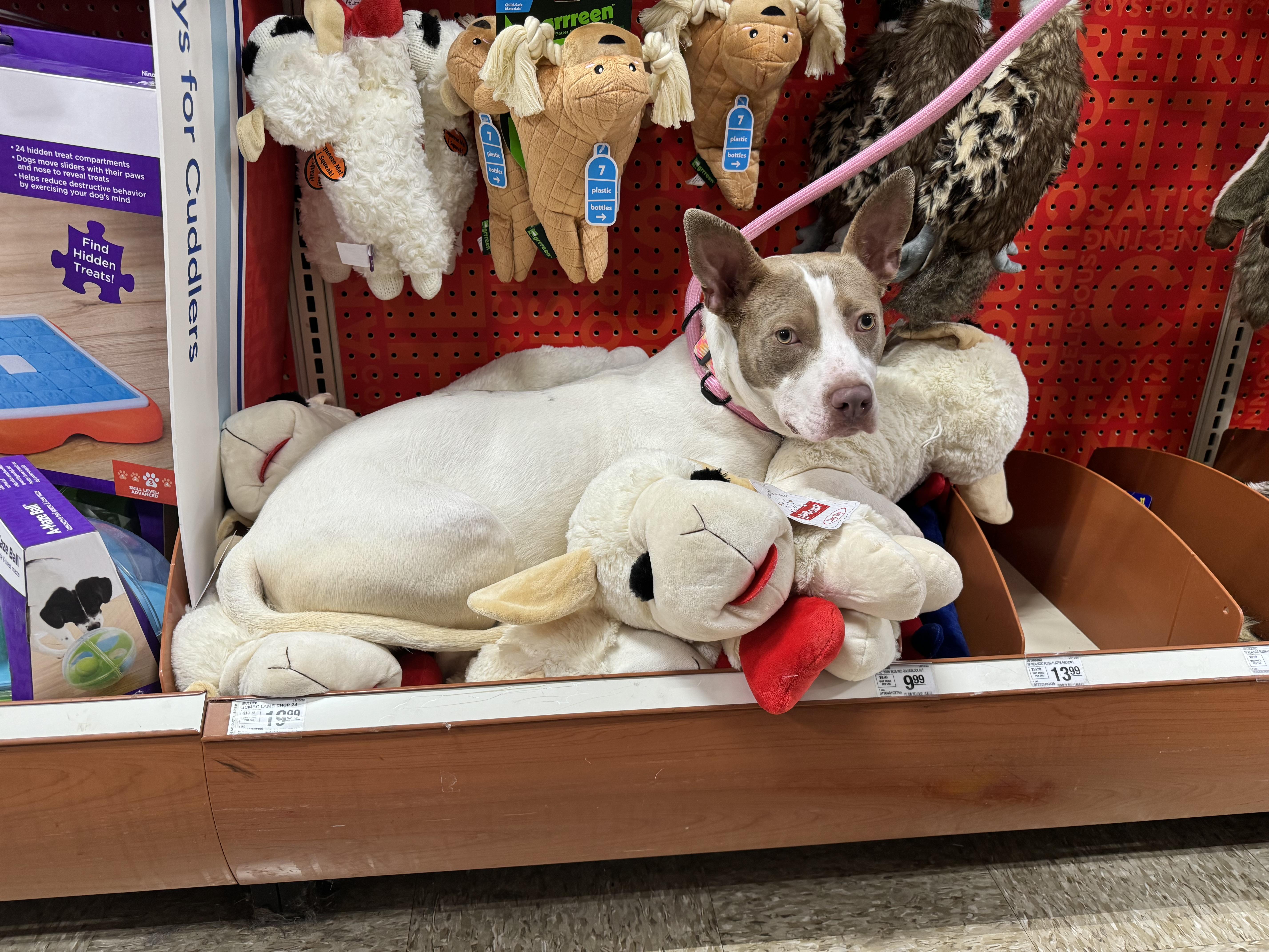 Enlarge Mabel, a other mixed breed in Darien, IL image 2/3