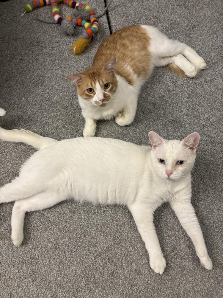 Lad, Adoptable, Adult Male Domestic Short Hair.