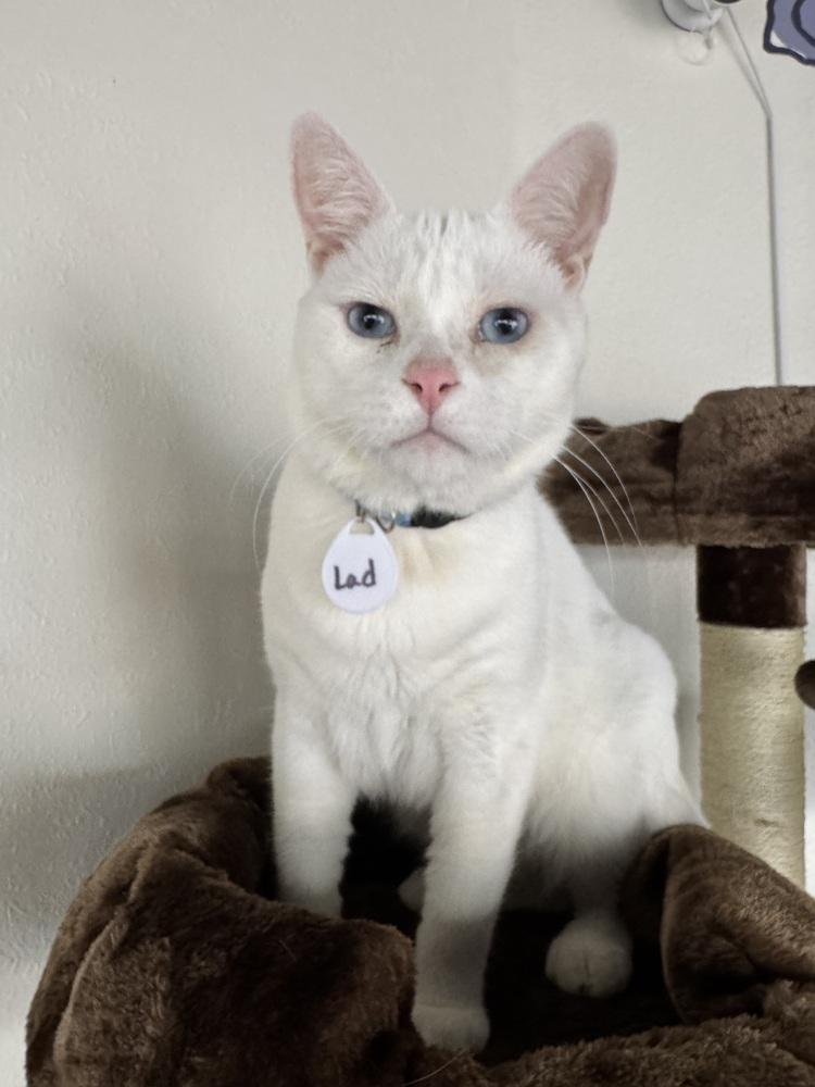 Enlarge Lad, a Adoptable mixed breed in tucson, AZ image 2/6