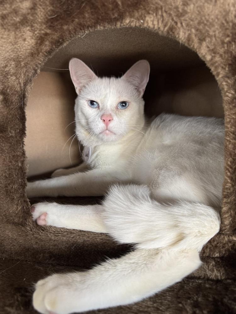 Enlarge Lad, a Adoptable mixed breed in tucson, AZ image 3/6