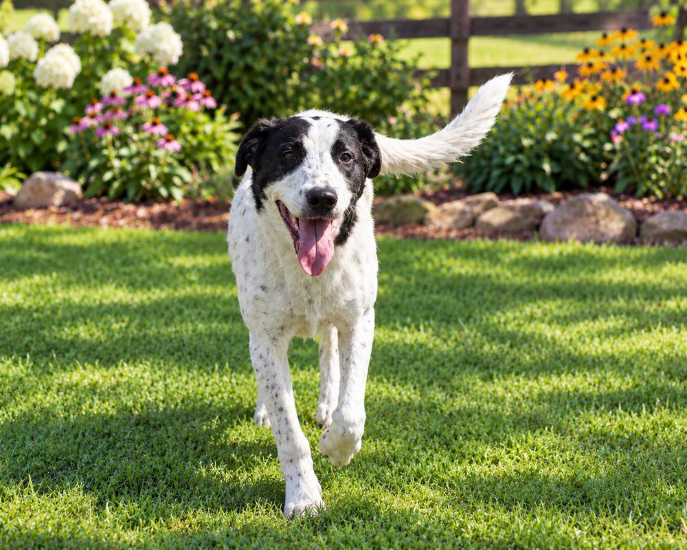Enlarge Bryce, a Adoptable mixed breed in Milton, GA image 1/6