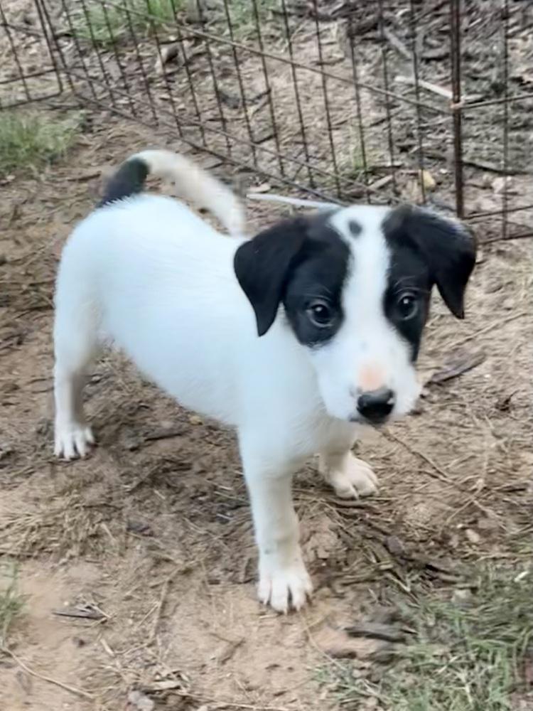 Enlarge Bryce, a Adoptable mixed breed in Milton, GA image 2/6