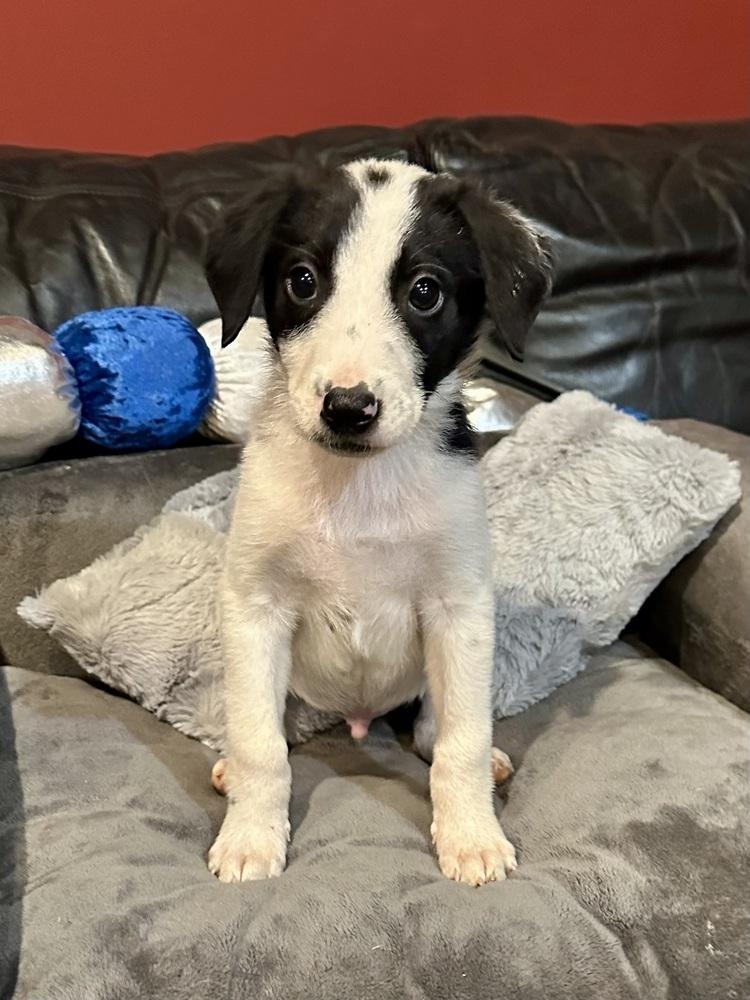 Enlarge Bryce, a Adoptable mixed breed in Milton, GA image 5/6