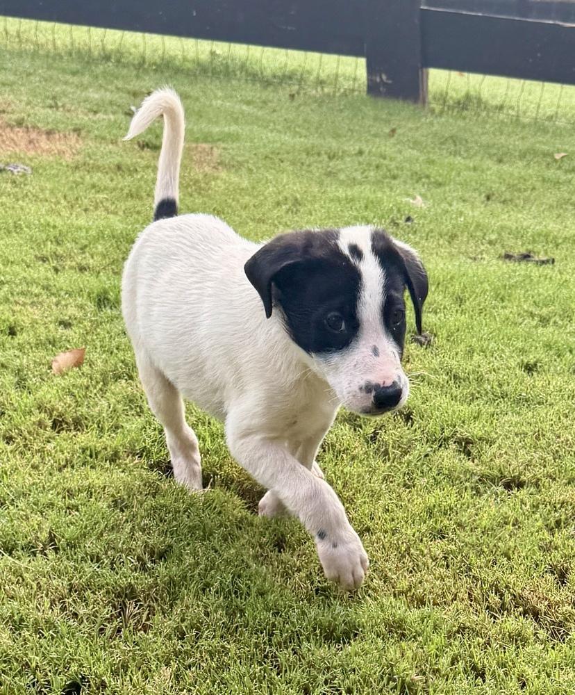 Enlarge Bryce, a Adoptable mixed breed in Milton, GA image 6/6