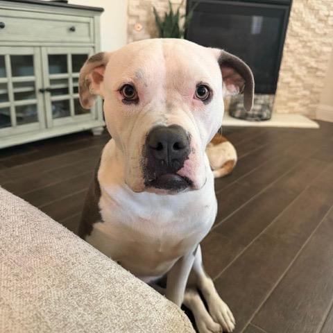 Tito, Adoptable, Young Male Pit Bull Terrier.