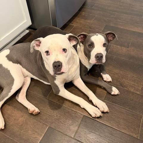 Enlarge Tito, a Adoptable Pit Bull Terrier in Dallas, TX image 2/6