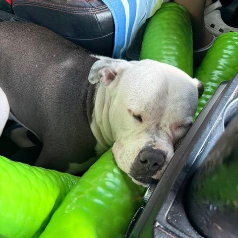 Enlarge Tito, a Adoptable Pit Bull Terrier in Dallas, TX image 4/6