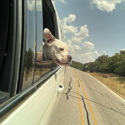 Enlarge Tito, a Adoptable Pit Bull Terrier in Dallas, TX image 6/6