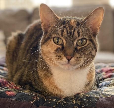 Enlarge Luna, a ADOPTABLE mixed breed in Claresholm, AB image 1/1