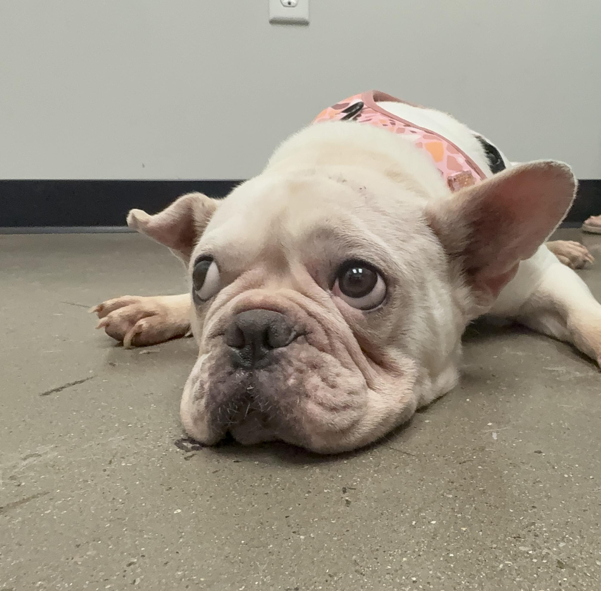 Cutie, Adoptable, Adult Female French Bulldog.