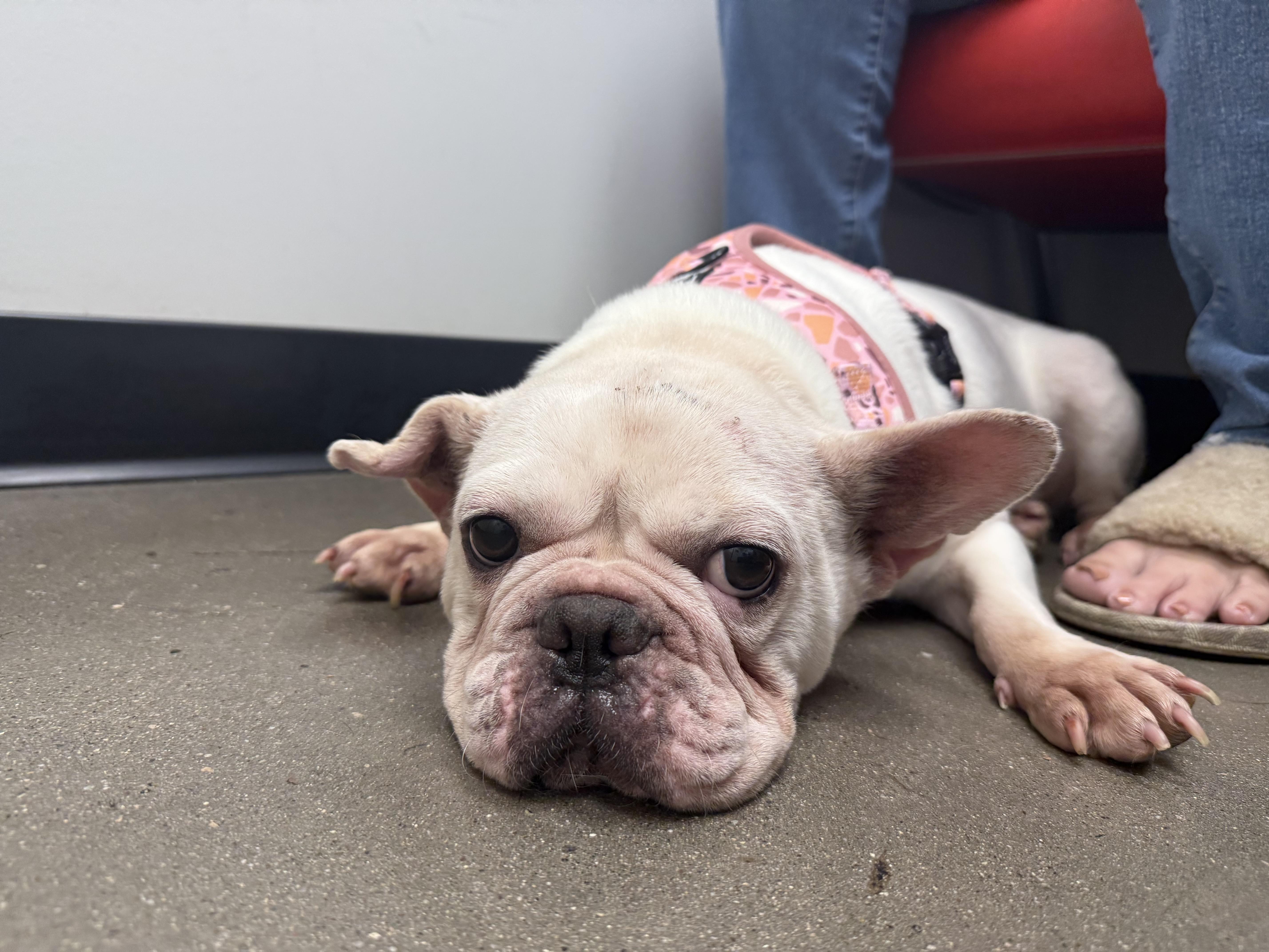 Cutie, a Adoptable French Bulldog in Mesa, AZ image 4/6