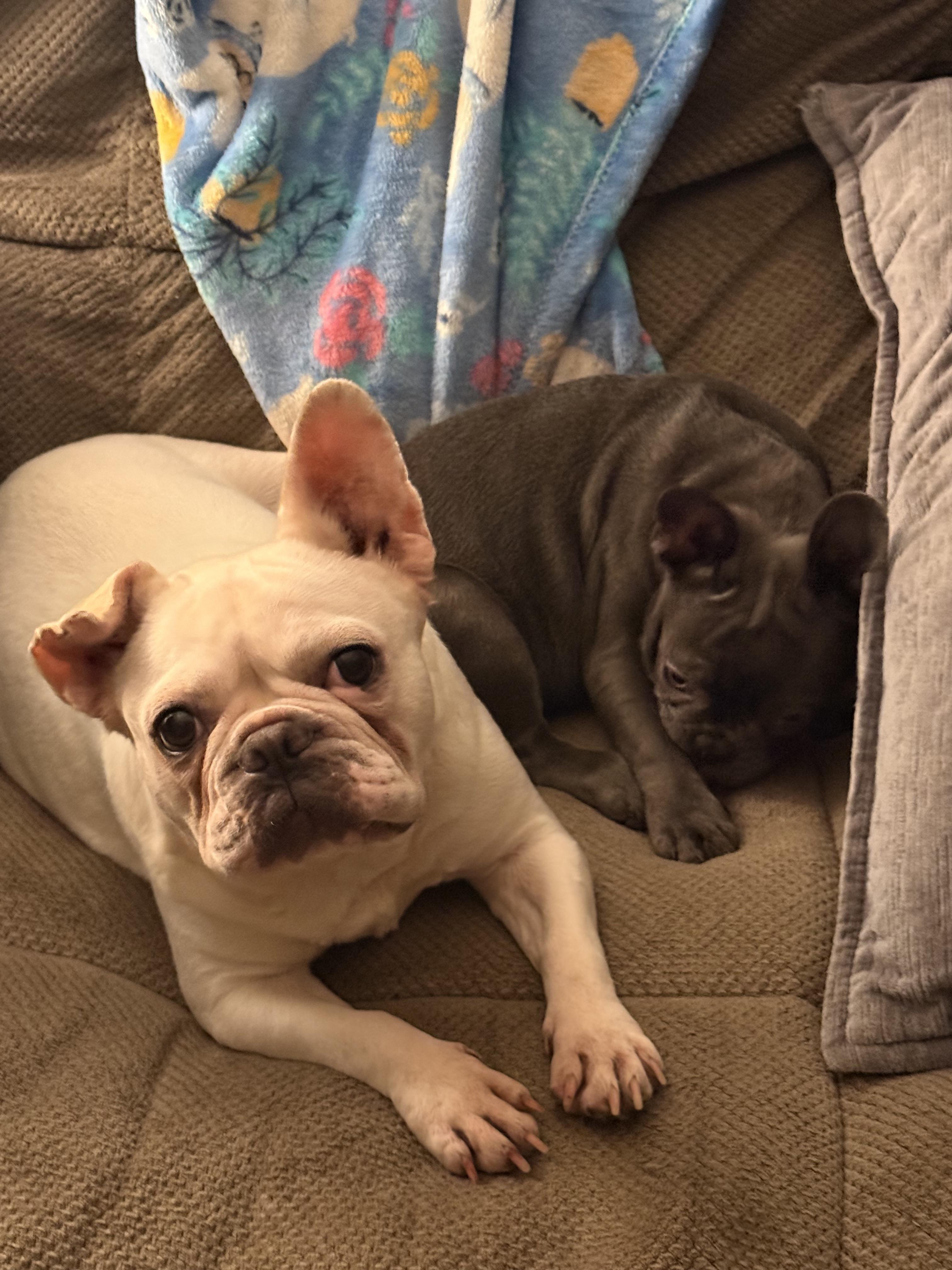 Cutie, a Adoptable French Bulldog in Mesa, AZ image 5/6