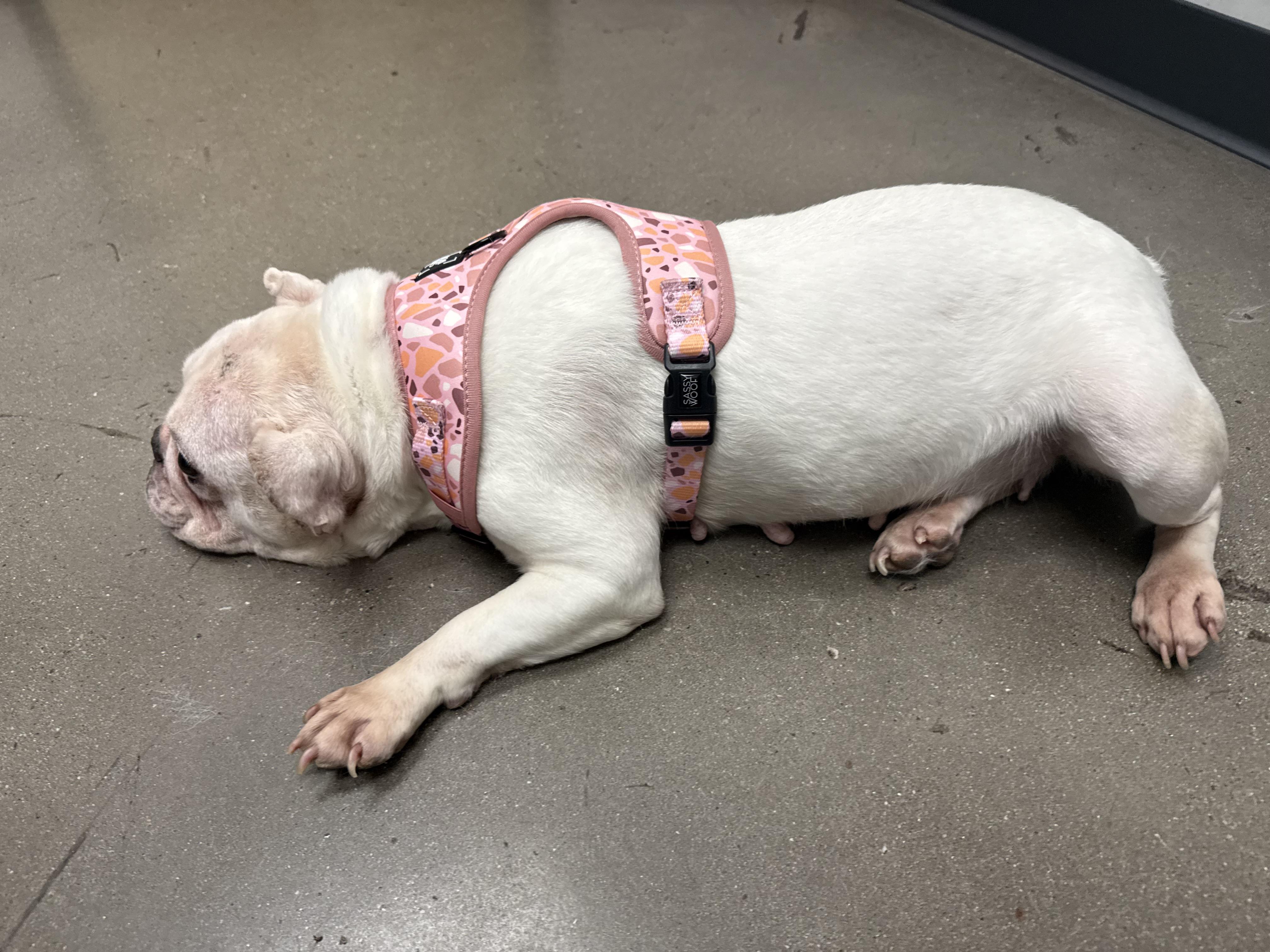 Cutie, a Adoptable French Bulldog in Mesa, AZ image 6/6