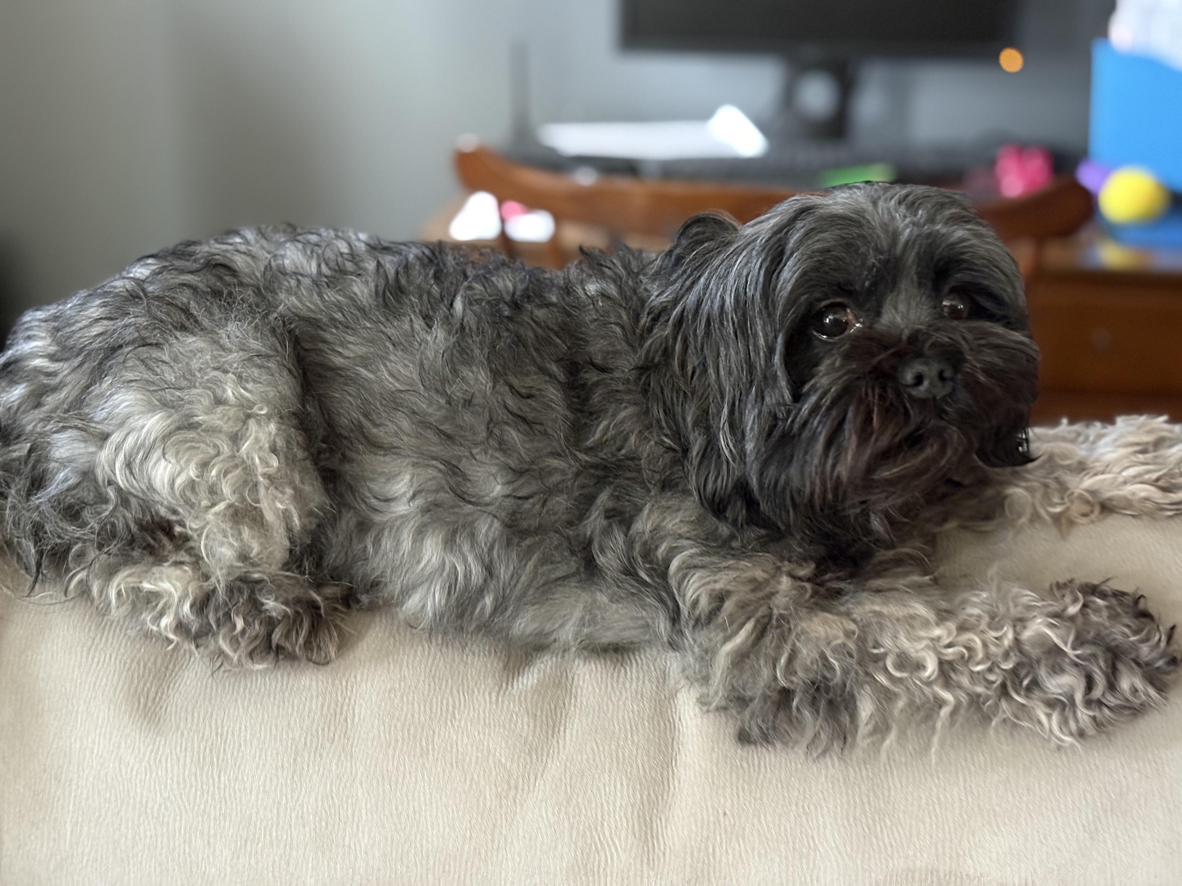 Emmy, adoptable, Young Female Shih Tzu & Maltese.