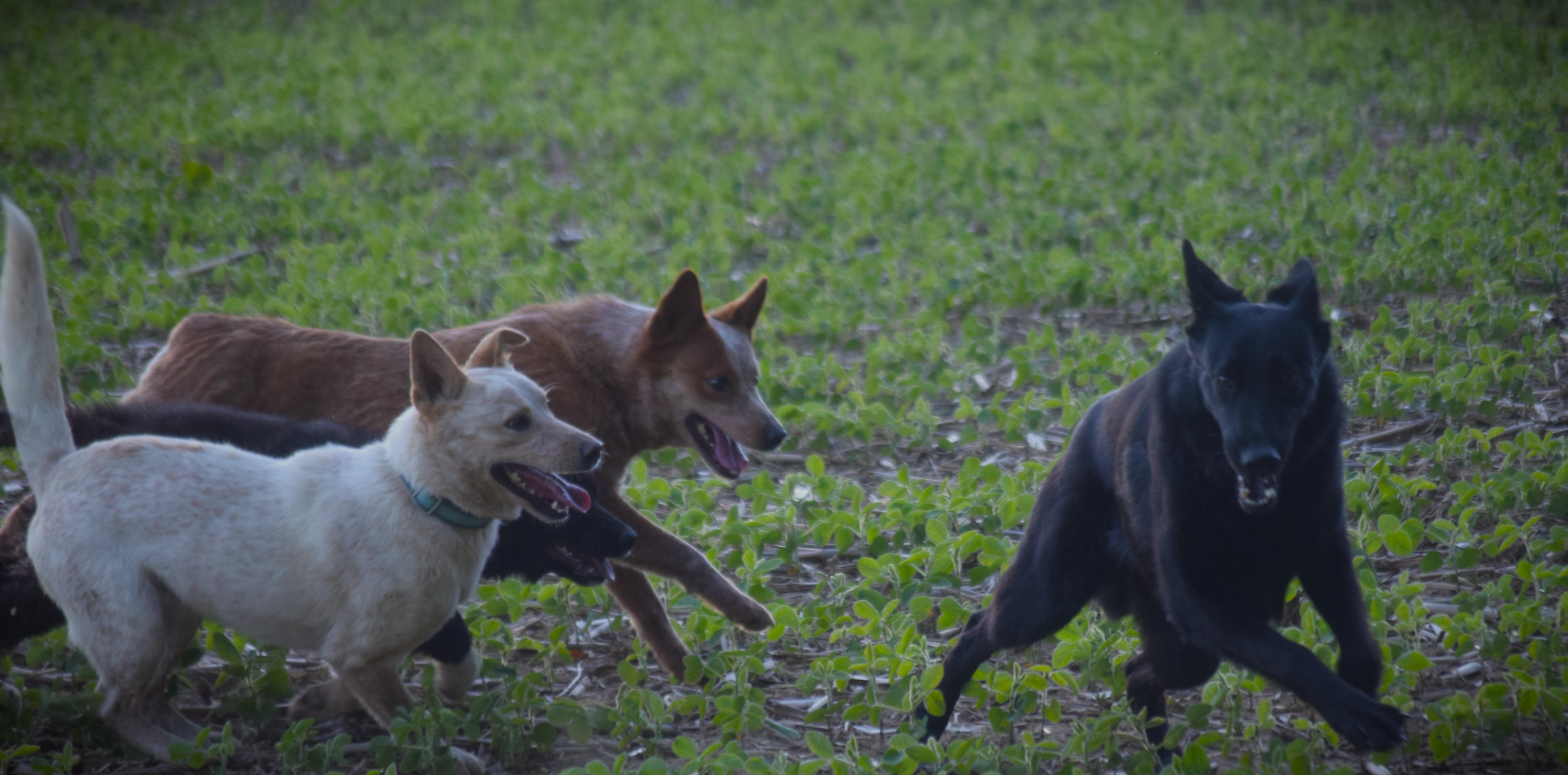 Buddy-Perfection, a ADOPTABLE Australian Cattle Dog / Blue Heeler in Rockport, IN image 4/5