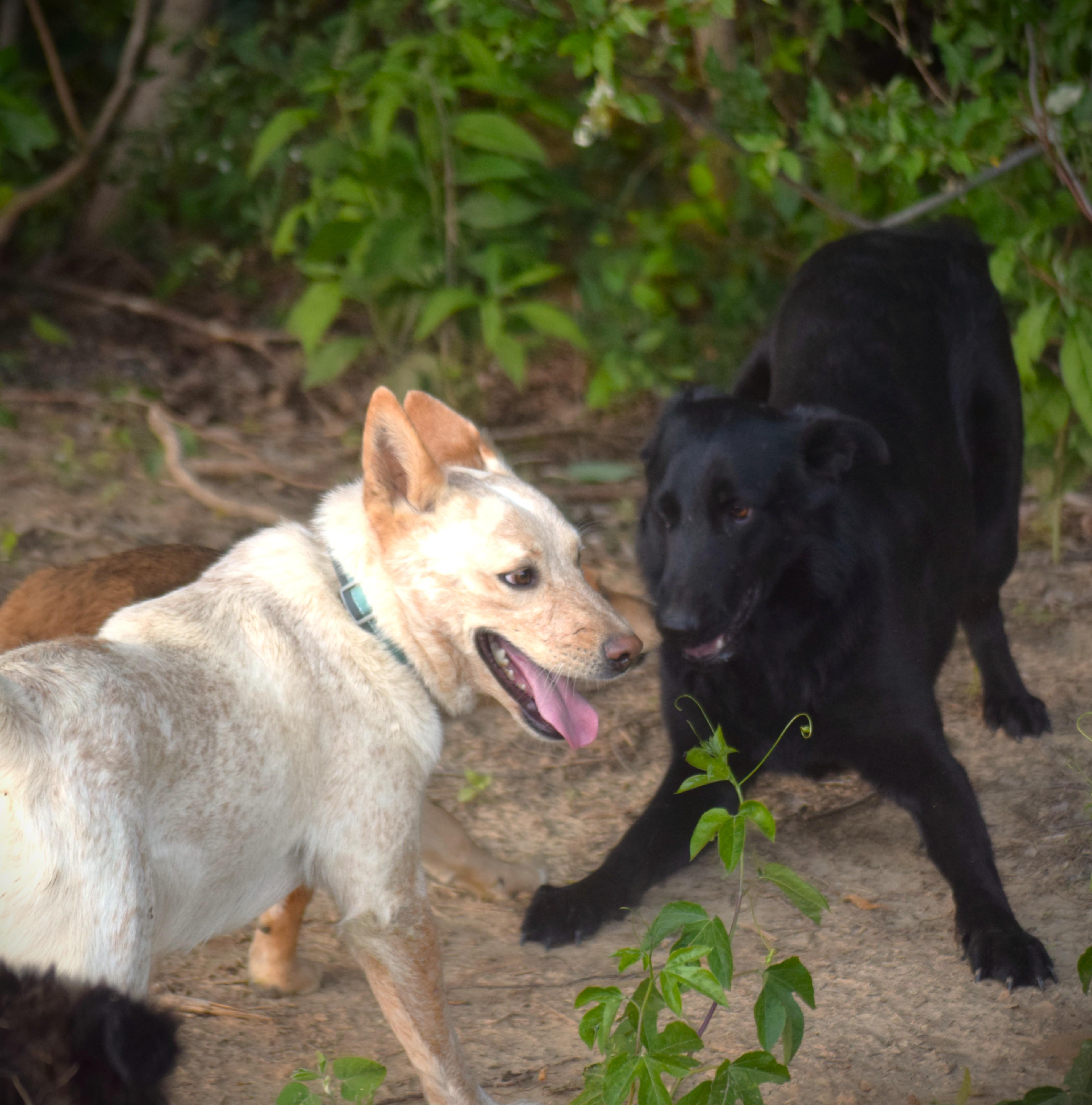 Buddy-Perfection, a ADOPTABLE Australian Cattle Dog / Blue Heeler in Rockport, IN image 5/5