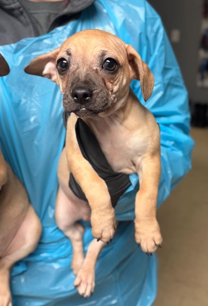 Bows, Adoptable, Puppy Male Chihuahua & Mixed Breed.